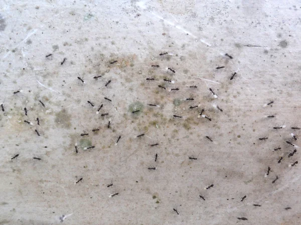 Karıncalar bir beton duvar 