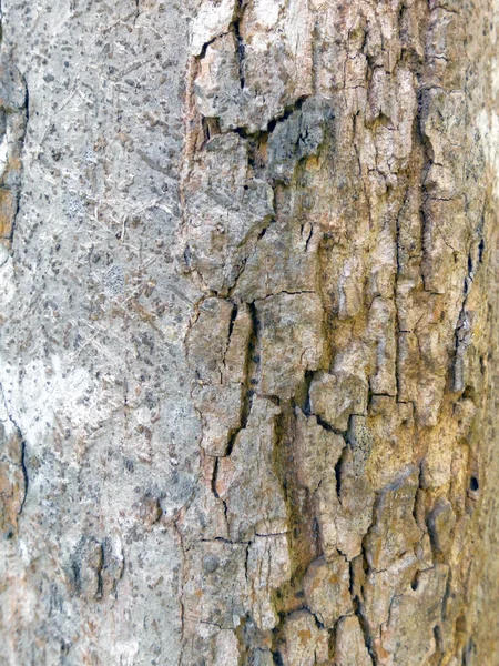 Padrão de fundo de textura de árvore de madeira velha — Fotografia de Stock