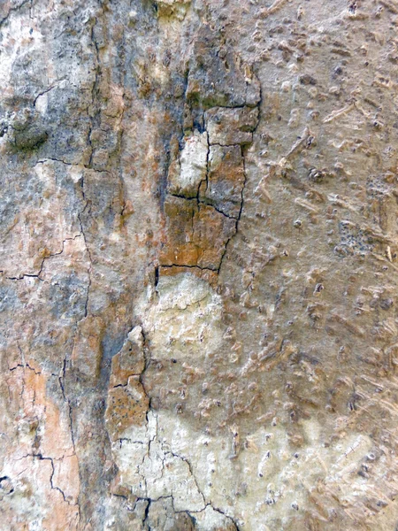 Старое дерево текстура дерева фон — стоковое фото