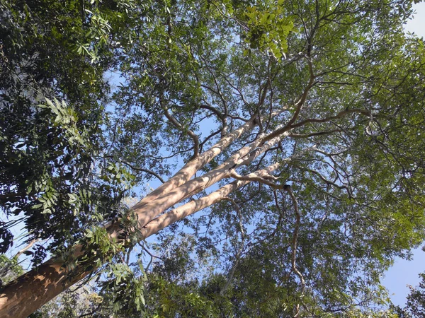 Skogsträd. natur grönt trä solljus bakgrunder — Stockfoto