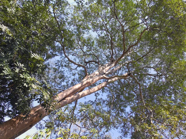 Alberi della foresta. natura verde legno luce del sole sfondi — Foto Stock