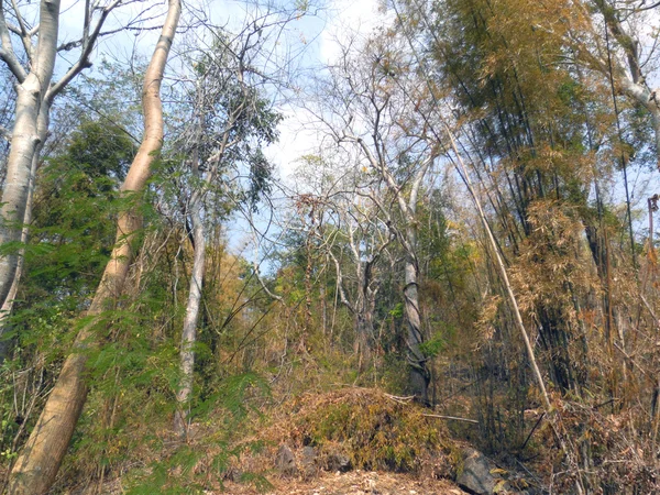 Forest trees — Stock Photo, Image