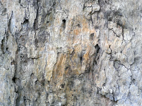 Patrón de fondo de textura de árbol de madera vieja —  Fotos de Stock