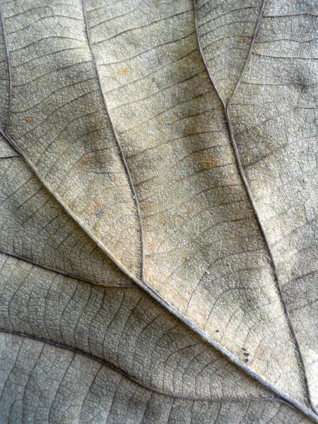 Macro vista en hoja marrón de otoño texturizada — Foto de Stock