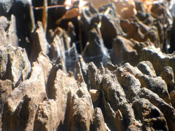 Vzorek textury stromu starého dřeva — Stock fotografie