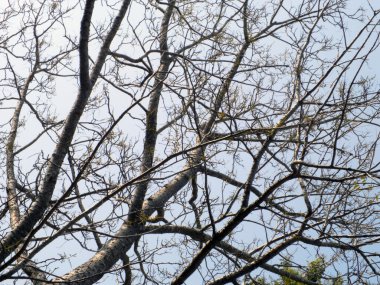 Yapraksız ağaç dalları