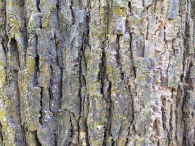 Eski Ağaç Yapısı Arkaplan Şablonu