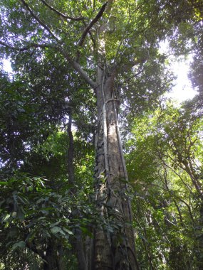 eski ağaçları ile orman