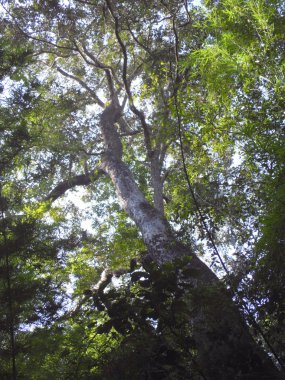 eski ağaçları ile orman