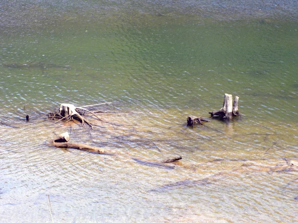 Altholz am Fluss — Stockfoto