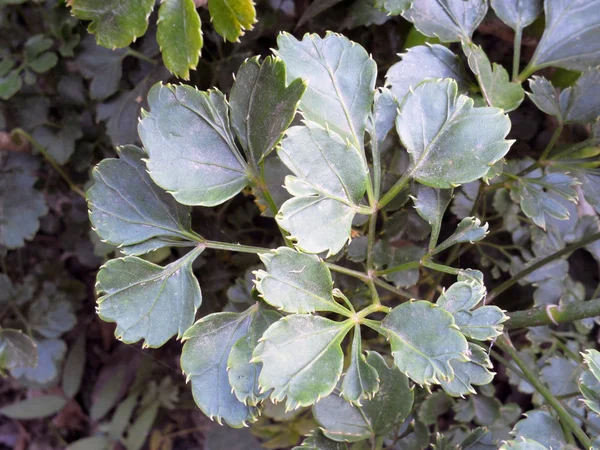 Leaf background — Stock Photo, Image