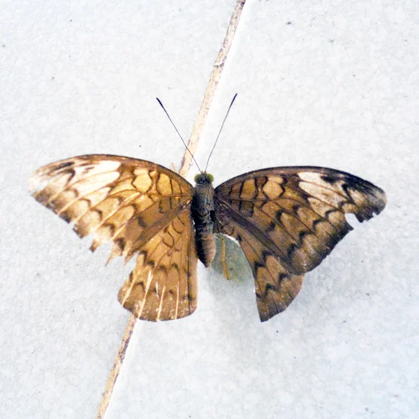 Butterfly apuca pe perete . — Fotografie, imagine de stoc