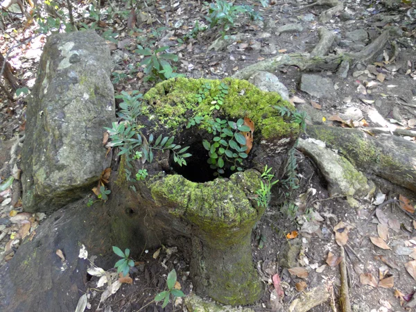 Grüne Blätter mit Holzstumpf — Stockfoto