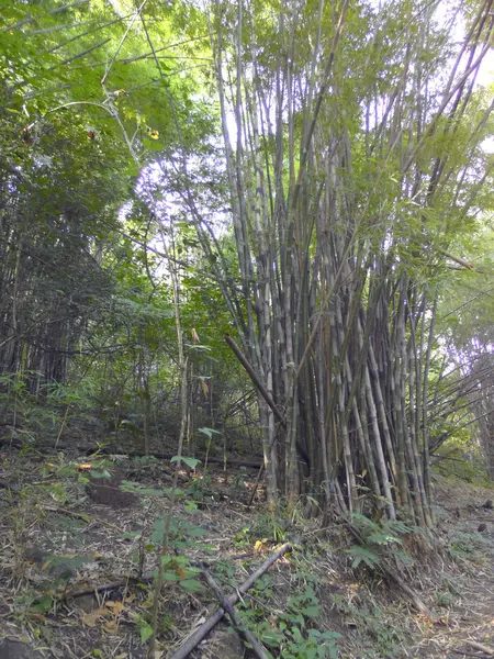 Bambus lesie. drzewa tło wewnątrz tropikalnej dżungli — Zdjęcie stockowe