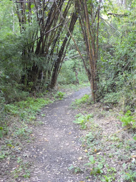 Floresta de bambu. Árvores fundo dentro da floresta tropical — Fotografia de Stock