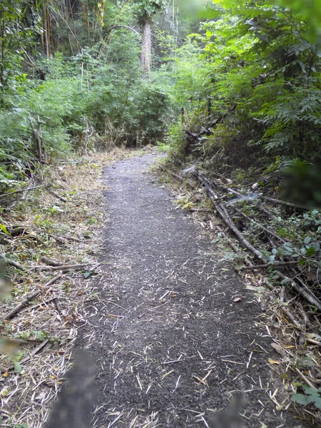 Um caminho está na floresta — Fotografia de Stock