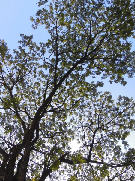 Árbol de silueta — Foto de Stock