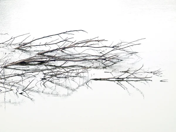 Madera flotando en el agua — Foto de Stock