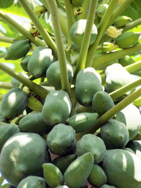 Tayland bahçesindeki Papaya ağacı 