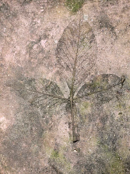 Märken av löv på betongtrottoaren — Stockfoto