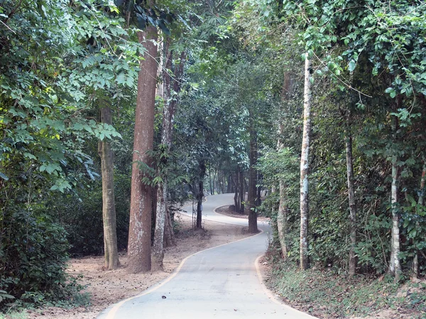 eğri asfalt yol görünümü