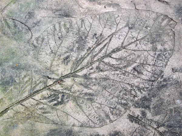 Marks of leaf on the concrete pavement Stock Picture