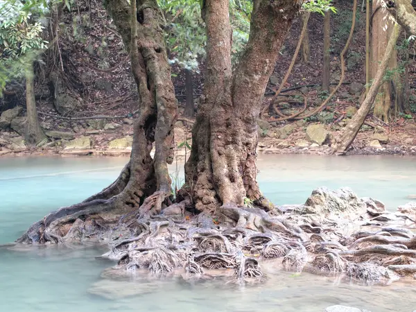 Tropisch regenwoud en rivier — Stockfoto