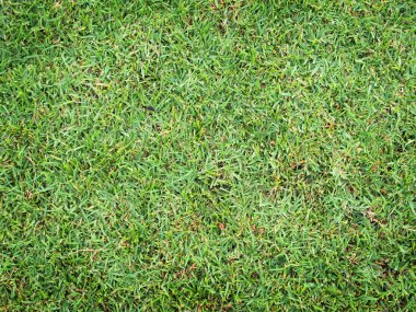 Yeşil Çimen Arkaplanı