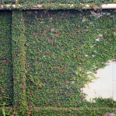 Üzüm ile kaplı duvarlar