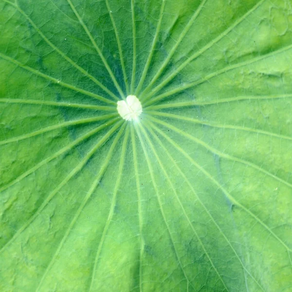 Motif sur la feuille de lotus — Photo
