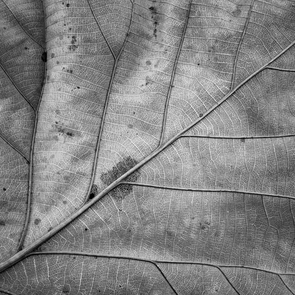 Patterns on the leaves shriveled — Stock Photo, Image