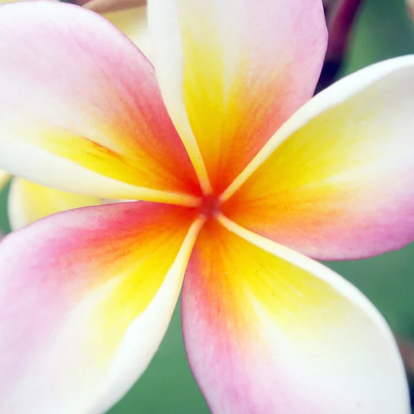 Fechar flor de frangipani — Fotografia de Stock