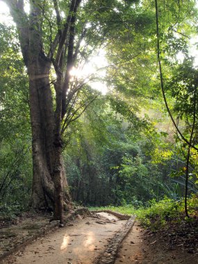 Büyülü yaz sabah Forrest