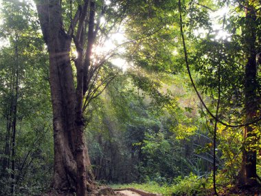 Büyülü yaz sabah Forrest