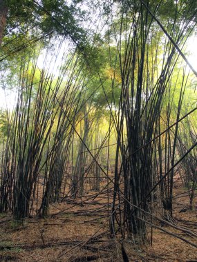 Büyülü yaz sabah Forrest