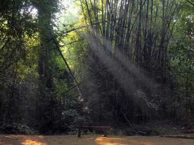 Büyülü yaz sabah Forrest