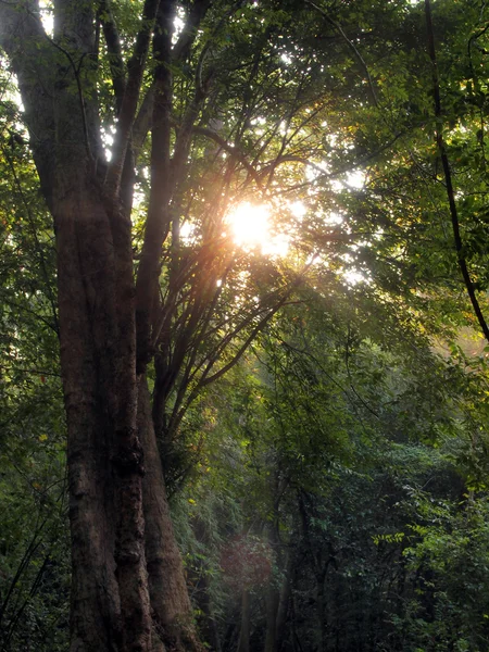 Verano encantado mañana Forrest — Foto de Stock