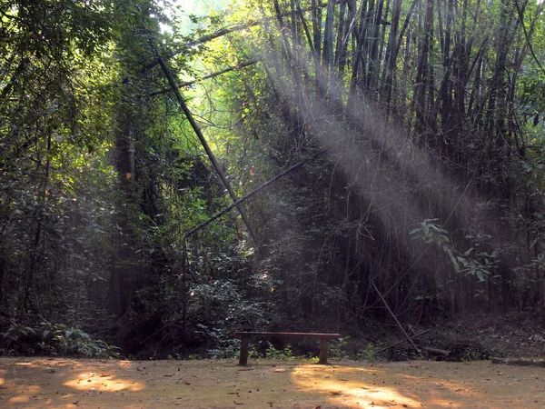 Verzauberter Sommermorgen-Wald — Stockfoto