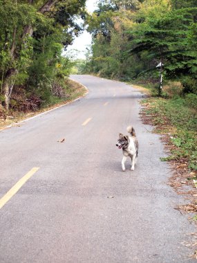 Beyaz Tay köpek yürüyüş