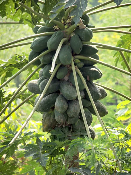 Młody papaja na drzewo — Zdjęcie stockowe