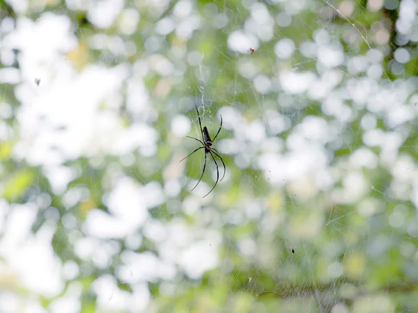 Spider on the web — Stock Photo, Image