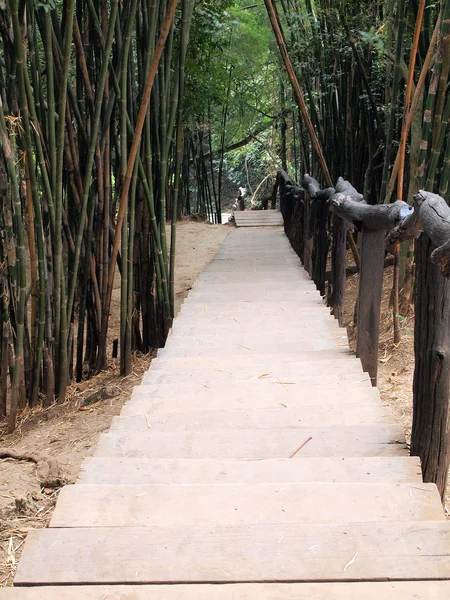 Stairway in the jungle — Stock Photo, Image