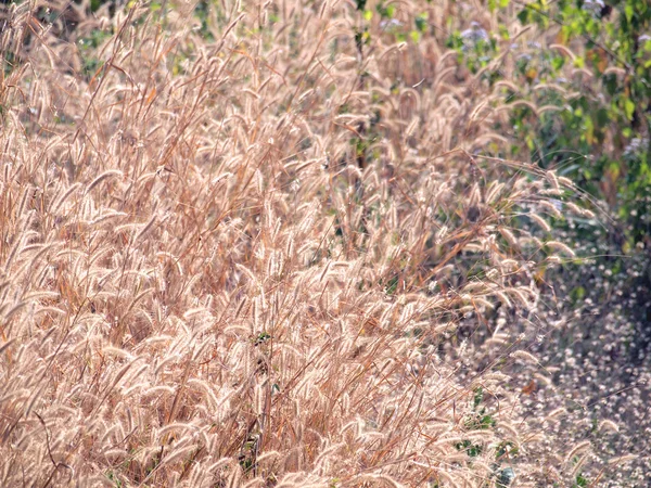 Flor de hierba — Foto de Stock