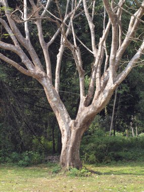 ağaçların yaprakları