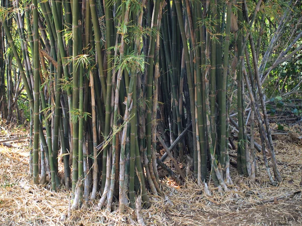 Foresta di bambù. Alberi sfondo all'interno della giungla tropicale — Foto Stock