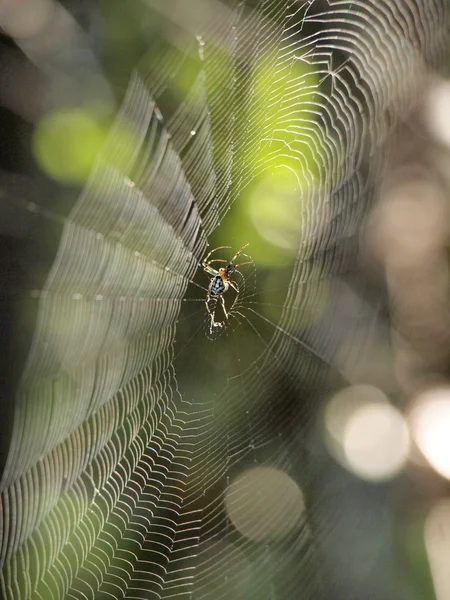 거미집에 있는 거미 — 스톡 사진