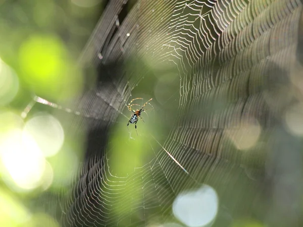 Spin op het web — Stockfoto