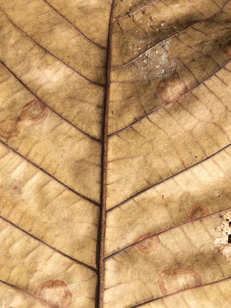 Padrões nas folhas enrugadas — Fotografia de Stock