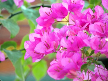 pembe Begonviller çiçekler