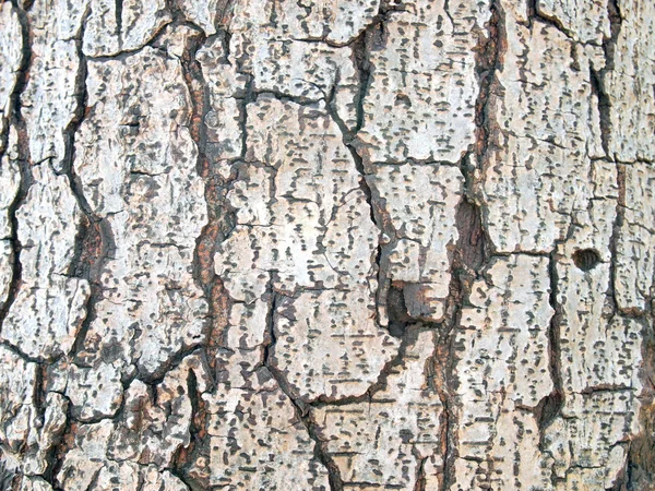 Patrón de fondo de textura de árbol de madera vieja — Foto de Stock